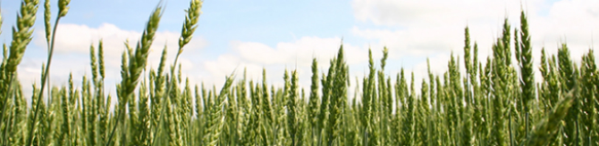 Wheat Field