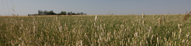 Oats