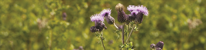 Thistle