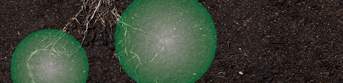 Soil