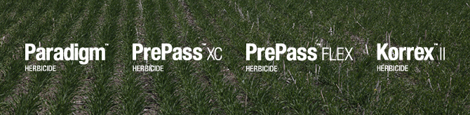 Pre-Seed