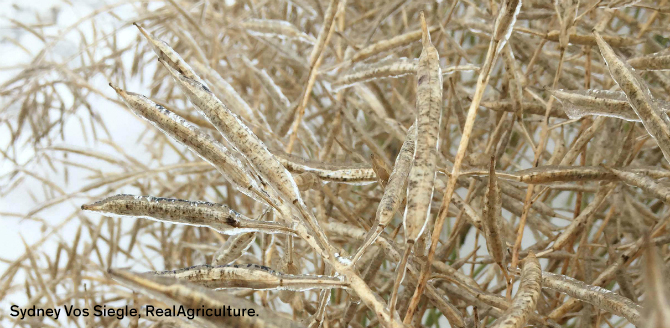 Ice Canola