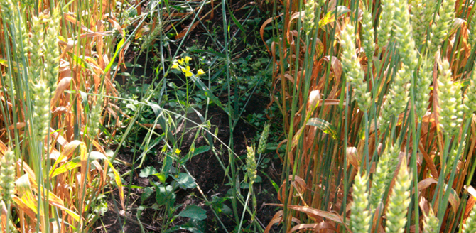 Volunteer Canola