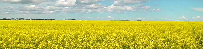 Canola Field