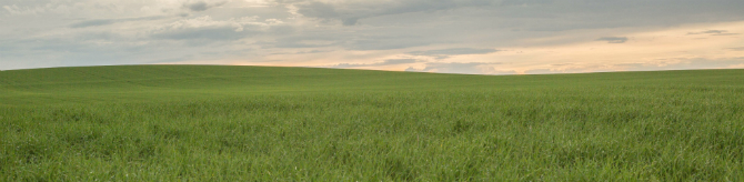 Barley Field