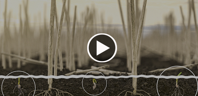 Glyphosate Alone