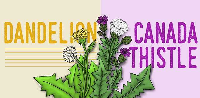 Canada Thistle