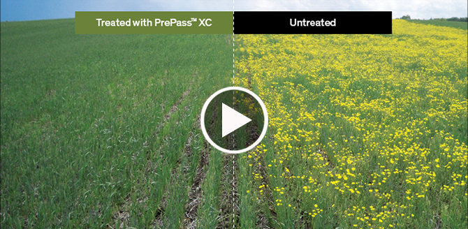 Stamp Seeds Video